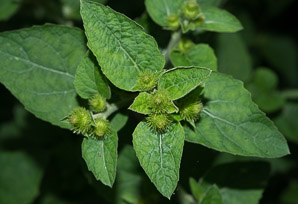 Arctium minus (burdock, common burdock, lesser burdock)