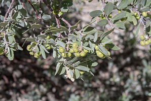Arctostaphylos pungens (pointleaf manzanita)