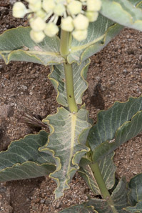 Asclepias erosa (desert milkweed)