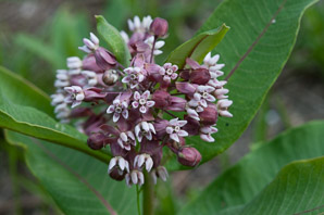 Asclepias syriaca (common milkweed, milkweed)