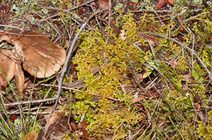 Bazzania trilobata (leafy liverwort, greater whipwort, millipede plant)