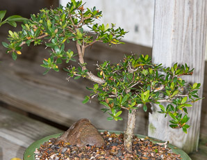 Bucida molinetii (black olive, spiny black olive, Ming tree, dwarf geometry tree, spiny bucida)