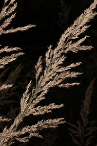 Calamagrostis canadensis (bluejoint, Canada reed grass)