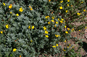 Camissoniopsis cheiranthifolia (beach primrose)