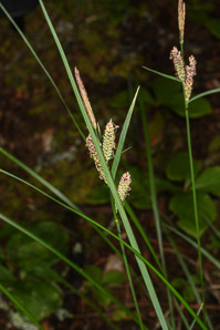 Carex nigra (black sedge, smooth black sedge)