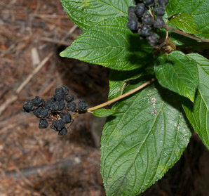 Ceanothus americanus (New Jersey tea, red root, wild snowball, mountain sweet)