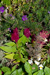 Celosia L. (cockscomb, cock’s comb)