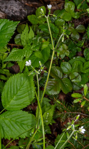Cerastium fontanum (mouse-ear chickweed, common mouse-ear chickweed)