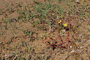 Chamaesyce bombensis (southern seaside spurge, dixie sandmat)
