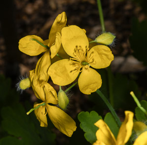 Chelidonium majus (greater celandine, celandine)