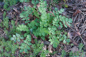 Chelidonium majus (greater celandine, celandine)