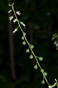 Circaea lutetiana (enchanter’s nightshade, broadleaf enchanter’s nightshade)
