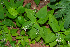 Circaea lutetiana (enchanter’s nightshade, broadleaf enchanter’s nightshade)