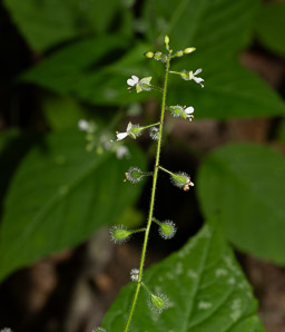 Circaea lutetiana (enchanter’s nightshade, broadleaf enchanter’s nightshade)