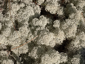 Cladina stellaris (star-tipped reindeer lichen, star-tipped cup lichen, star reindeer lichen)