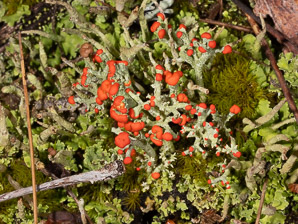 Cladonia cristatella (British soldiers, cup lichen, British soldier lichen)