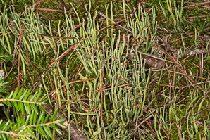 Cladonia maxima (giant cladonia, cup lichen)