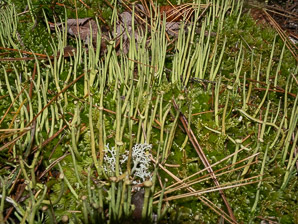 Cladonia maxima (giant cladonia, cup lichen)