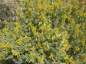 Cleome isomeris (bladderpod, Arizona bladderpod, bladderpod spiderflower)