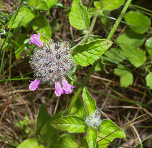 Clinopodium vulgare (wild basil)