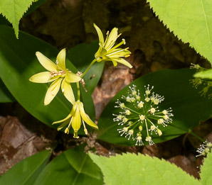 Clintonia borealis (yellow clintonia, bluebead lily, blue-bead lily, clintonia, Clinton’s lily, corn lily, cow tongue, yellow beadlily, yellow bluebeadlily, snakeberry, dogberry, straw lily, bluebead)