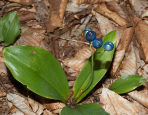 Clintonia borealis (yellow clintonia, bluebead lily, blue-bead lily, clintonia, Clinton’s lily, corn lily, cow tongue, yellow beadlily, yellow bluebeadlily, snakeberry, dogberry, straw lily, bluebead)
