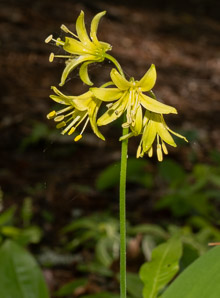 Clintonia borealis (yellow clintonia, bluebead lily, blue-bead lily, clintonia, Clinton’s lily, corn lily, cow tongue, yellow beadlily, yellow bluebeadlily, snakeberry, dogberry, straw lily, bluebead)
