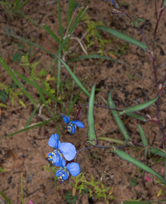 Commelina dianthifolia (birdbill dayflower)