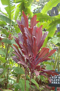 Cordyline fruticosa (ti plant, kī, lā‘ī, tiplant)