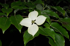 Cornus florida (flowering dogwood)