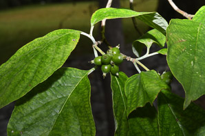 Cornus florida (flowering dogwood)