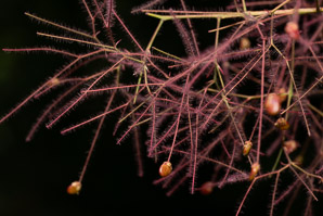 Cotinus coggygria (European smoketree, smoke tree, smoke bush, Venetian sumac, Dyer’s sumac)