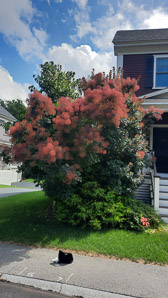 Cotinus coggygria (European smoketree, smoke tree, smoke bush, Venetian sumac, Dyer’s sumac)