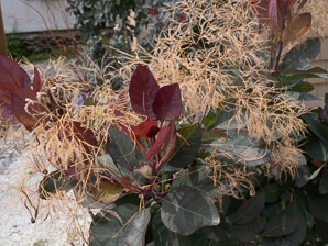 Cotinus coggygria (European smoketree, smoke tree, smoke bush, Venetian sumac, Dyer’s sumac)