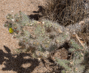 Cylindropuntia echinocarpa (silver cholla, Wiggins’ cholla)