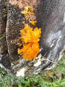 Dacrymyces cokeri (orange jelly fungus)