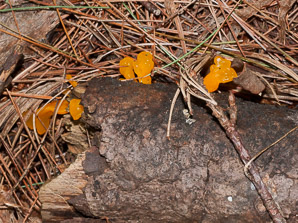Dacryopinax spathularia (fan-shaped jelly fungus)