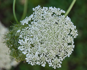 Daucus carota (Queen Anne’s lace, wild carrot, bird’s nest, bishop’s lace)