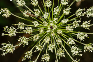 Daucus carota (Queen Anne’s lace, wild carrot, bird’s nest, bishop’s lace)