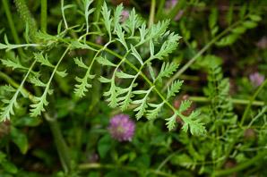 Daucus carota (Queen Anne’s lace, wild carrot, bird’s nest, bishop’s lace)