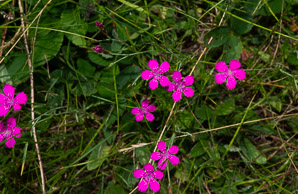 Dianthus deltoides (maiden pink)