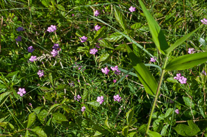 Dianthus deltoides (maiden pink)