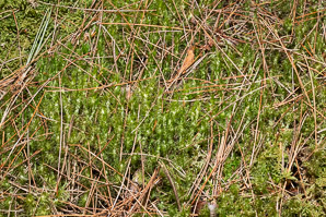 Dicranum polysetum (wind-blown moss, fork moss, dicranum moss)