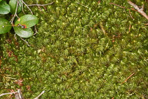 Dicranum scoparium (windswept moss, broom forkmoss, dicranum moss)