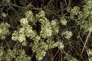 Dimorphocarpa wislizeni (spectacle pod, touristplant, Wizlizeni’s spectaclepod)