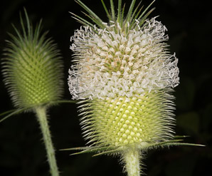 Dipsacus sativus (Indian teasel)
