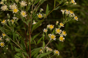 Doellingeria umbellata (flat-topped white aster, umbellate aster, parasol whitetop, tall flat-topped white aster)