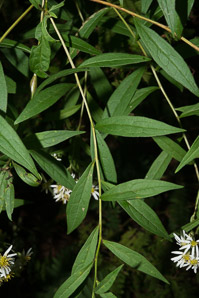 Doellingeria umbellata (flat-topped white aster, umbellate aster, parasol whitetop, tall flat-topped white aster)