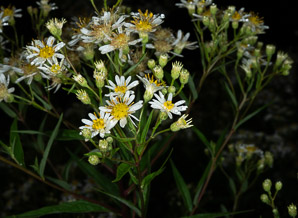Doellingeria umbellata (flat-topped white aster, umbellate aster, parasol whitetop, tall flat-topped white aster)