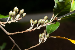 Elaeagnus umbellata (autumn olive, Japanese silverberry)